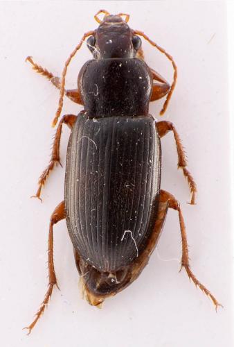Ophonus puncticeps